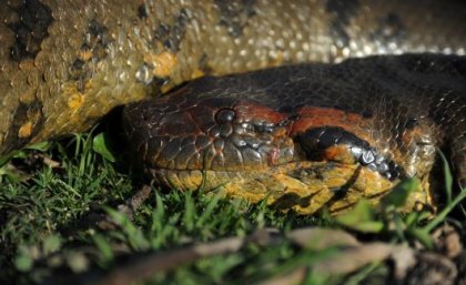 An image showing the head and some of the body of a large snake on green grass at night. 